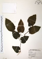 藏品(風藤)的圖片