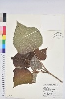 藏品(野桐)的圖片