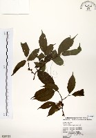 藏品(阿里山榆)的圖片