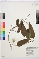 藏品(亨利氏鐵線蓮)的圖片