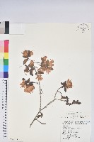 藏品(南澳杜鵑)的圖片