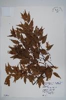 藏品(阿里山千金榆)的圖片