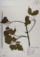 藏品(臺灣紅榨槭)的圖片