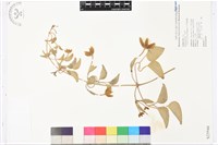 藏品(屏東鐵線蓮)的圖片