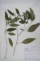 藏品(長花九頭獅子草、山藍)的圖片