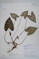 藏品(薄葉細辛、尾花細辛)的圖片