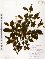 藏品(烏皮九芎、奮起湖野茉莉)的圖片