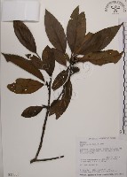 藏品(木荷)的圖片