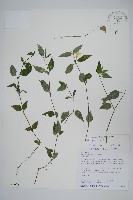 藏品(蘆利草、匐蘆利草)的圖片