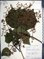 藏品(梧桐)的圖片