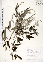 藏品(黃荊)的圖片