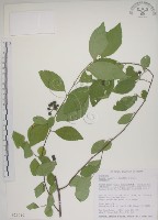 藏品(菱葉捕魚木)的圖片