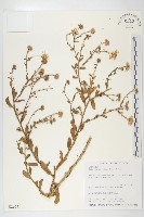 藏品(台北狗娃花)的圖片