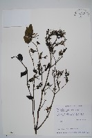 藏品(曲莖馬藍)的圖片