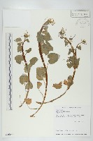 藏品(山葵)的圖片