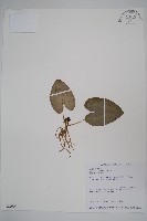 藏品(大花細辛、馬蹄香)的圖片