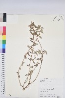 藏品(飛揚草)的圖片