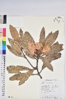 藏品(臺灣杜鵑)的圖片