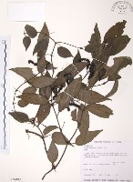 藏品(風藤)的圖片