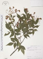 藏品(野鴉椿)的圖片