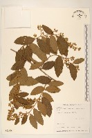 藏品(過山龍)的圖片