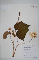 藏品(水鴨腳)的圖片