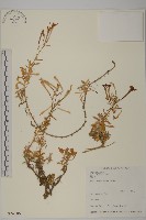 藏品(蠅子草)的圖片