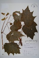 藏品(裂葉秋海棠)的圖片