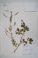 藏品(白花菜)的圖片