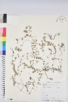 藏品(鵝鑾鼻大戟)的圖片