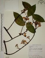 藏品(猿尾藤)的圖片