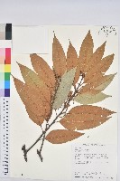 藏品(刺栲、鉤栗、火燒柯)的圖片