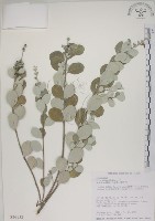 藏品(海埔姜)的圖片