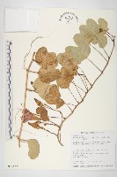 藏品(馬鞍藤)的圖片