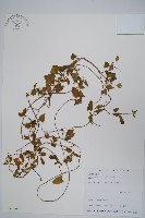 藏品(黑眼花)的圖片