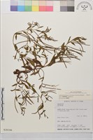 藏品(短葉柳葉菜)的圖片