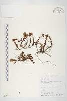 藏品(玉山佛甲草)的圖片