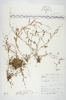 藏品(玉山筷子芥)的圖片