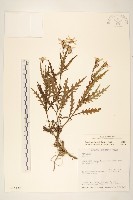 藏品(玉山黃菀)的圖片