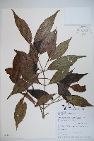 藏品(玉山糯米樹、狹葉糯米樹)的圖片