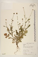 藏品(矮菊)的圖片
