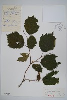 藏品(毛榛)的圖片