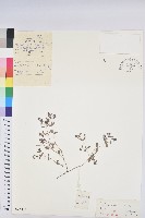 藏品(地錦)的圖片