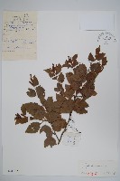 藏品(堅樺)的圖片