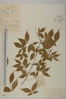 藏品(瘤枝衛矛)的圖片