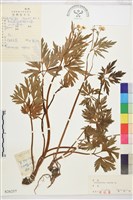 藏品(匍枝毛茛)的圖片