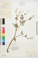 藏品(茴茴蒜)的圖片