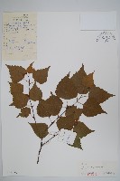 藏品(白樺、粉樺、臭樺)的圖片