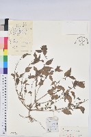 藏品(鐵莧菜)的圖片