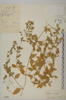 藏品(狗筋蔓)的圖片